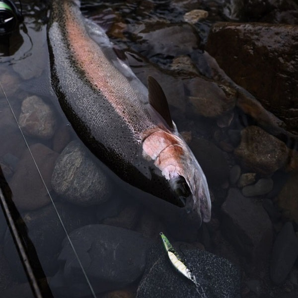 CARDIFF リフレイン 50HS